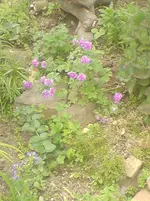 DSC00306.webp