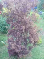 DSC00304.webp