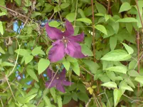 DSC00278.webp