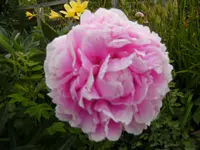 BILD0018.webp