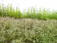 BILD0048.webp