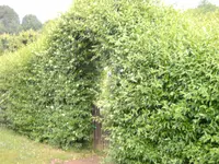 BILD0059.webp