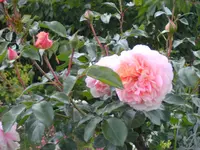 BILD0146.webp