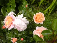BILD0163.webp