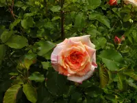 BILD0115.webp
