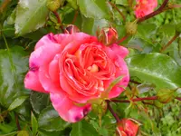 BILD0110.webp