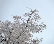 DSC00990.webp