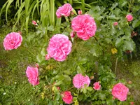 BILD0162.webp