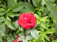 garten4 018.webp