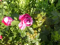 garten4 033.webp