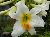 garten4 004.webp
