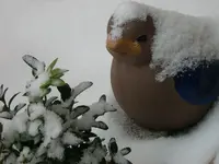 Gezuckerter Vogel.webp