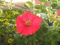 balkonien 005.webp