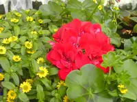 balkonien 002.webp
