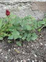 52 Oma-Rose 24.05.2009.webp