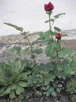 53 Oma-Rose 11.07.2009.webp