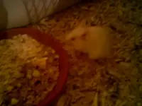 Maus.webp