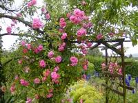 garten4 026.webp