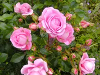 garten4 015.webp
