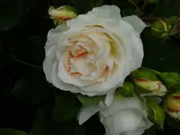 garten4 012.webp