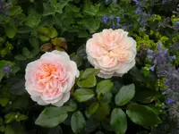 garten4 006.webp