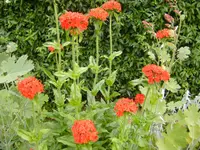 garten4 042.webp