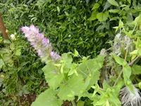 garten4 044.webp