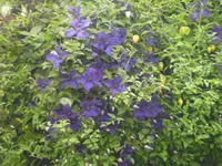 garten4 023.webp