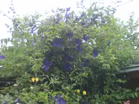 garten4 024.webp