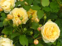 garten4 019.webp