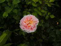 garten4 001.webp