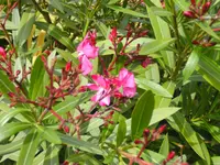 garten4 030.webp