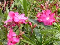 garten4 031.webp