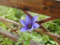 garten4 008.webp