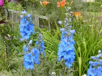 garten4 015.webp