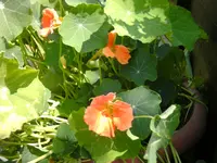 2.7.2008 014.webp