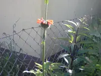 006.webp
