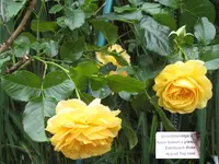 IMG_2010 Tea Edelrose.webp
