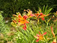 033.webp