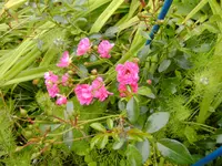 036.webp