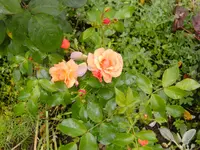 044.webp
