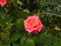 047.webp