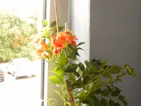 campsis 001.webp