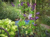 campsis 004.webp