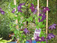 campsis 005.webp
