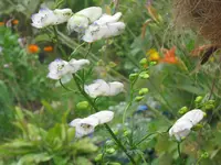 campsis 010.webp
