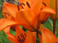 010.webp