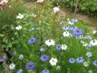 003.webp