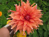 003.webp
