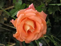 017.webp